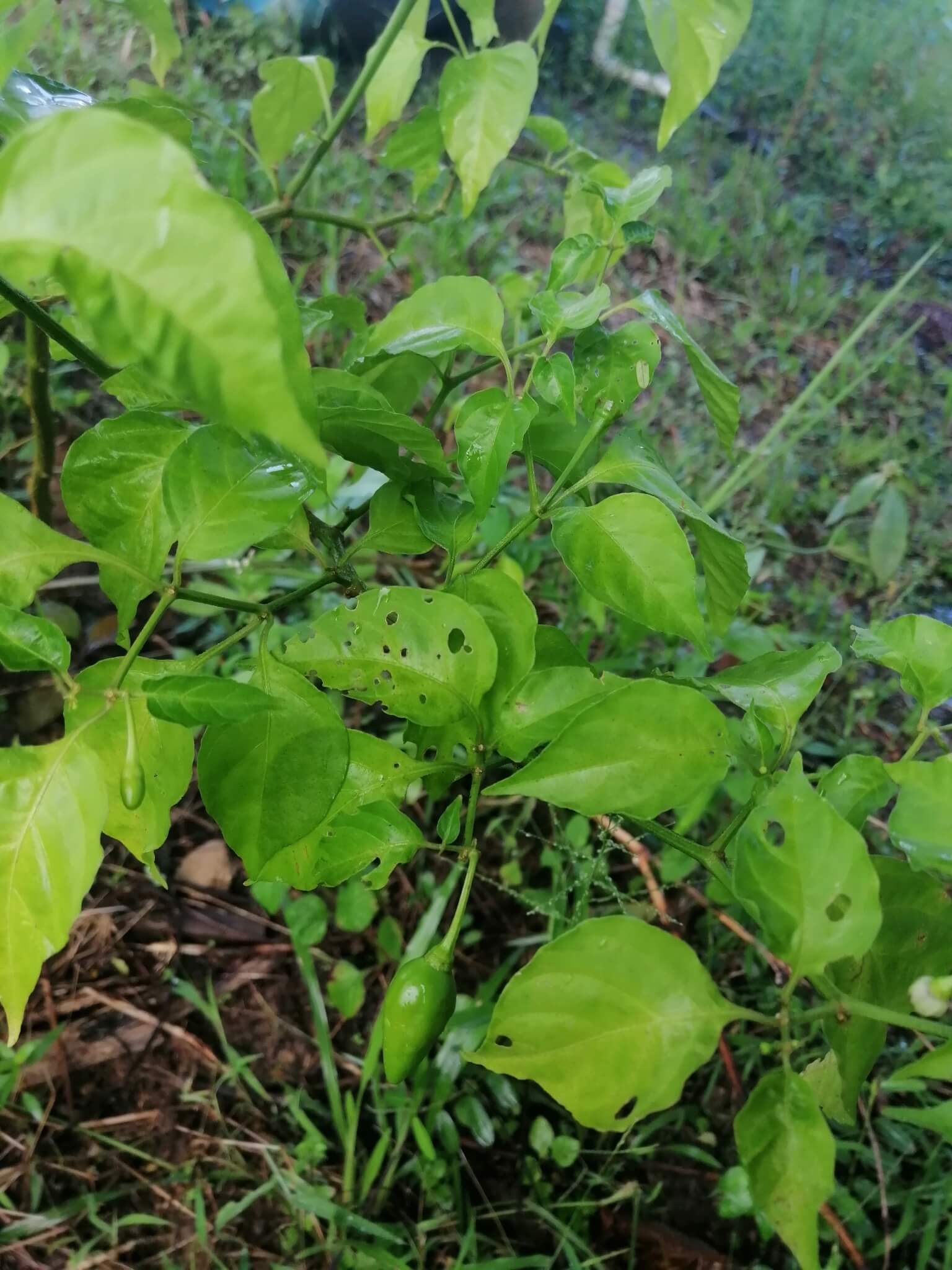 Capsicum annuum cv. 'Jalapeno'